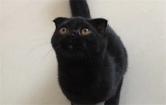 像煤球的猫是什么品种