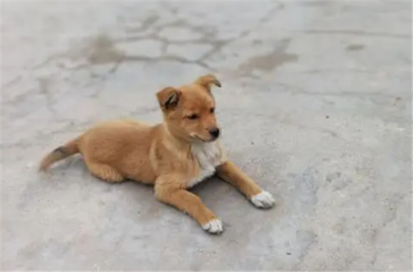 为什么黄狗白爪不能养
