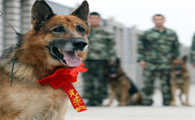 退役警犬伙食费一天多少钱