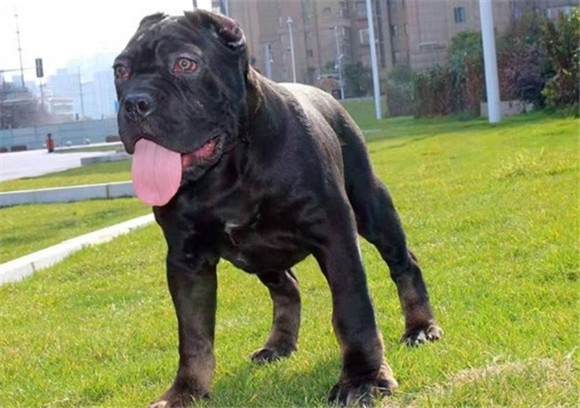 库达犬和杜高犬打架