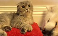 猫哮喘早期的症状