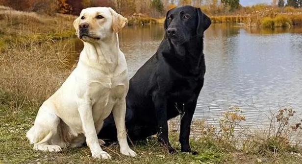 国产动画搜救犬是什么犬