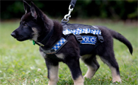领养警犬需要花钱吗