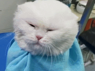 给猫咪吹头，猫咪急眼了直接抓人，猫：走开，别动我发型！