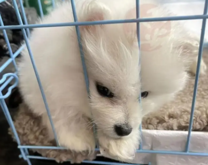 买到星期狗了怎么向商家退钱