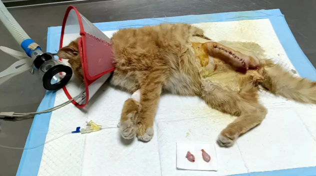 路上听到猫咪凄惨叫声,靠近一看左后腿竟断掉,还露出坏死骨头... 路上听到猫咪凄惨叫声,靠近一看左后腿竟断掉,还露出坏死骨头...