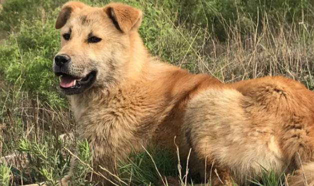 山西土狗太行犬出售多少钱一只 山西土狗太行犬出售多少钱一只