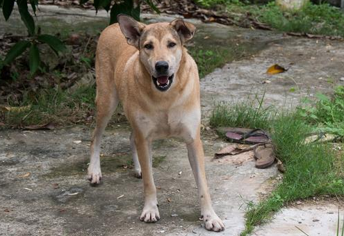 广西士猎犬换牙极品图片 广西士猎犬换牙极品图片