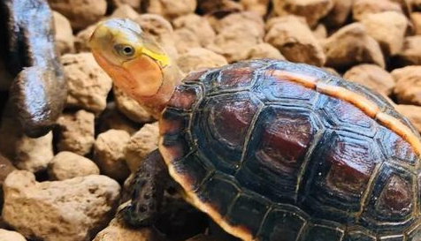培养与乌龟的亲密关系:5个技巧助你成为乌龟心目中的最佳伙伴 培养与乌龟的亲密关系:5个技巧助你成为乌龟心目中的最佳伙伴