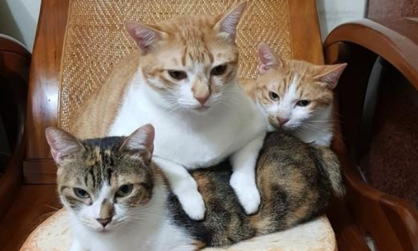 猫养3只吉利