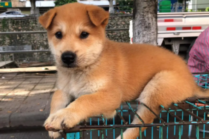 黄狗不改白脸的谣言有哪些解释