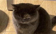 猫携带狂犬病毒的几率