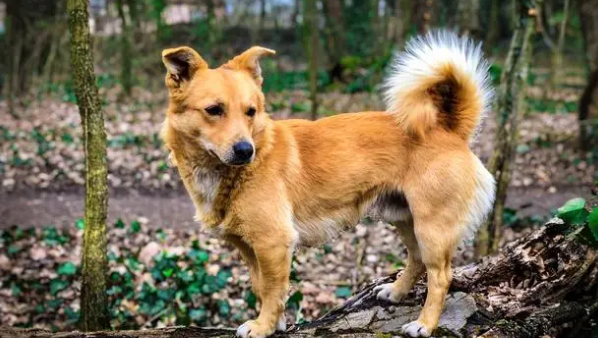 看家护卫犬哪种犬最好