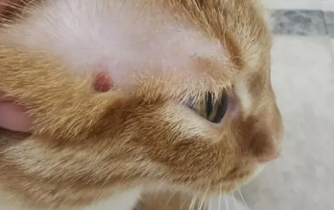 猫藓打针费用一般需要多少