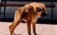卡西莫多犬寿命能活多久