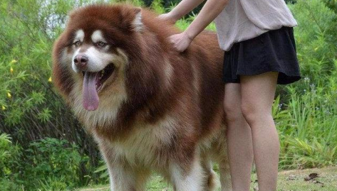 巨型犬品种大全温顺的图片