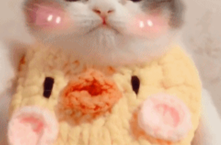 小奶猫佩戴了一个口水兜,简直萌到不像话,网友:请问可以偷猫吗 小奶猫佩戴了一个口水兜,简直萌到不像话,网友:请问可以偷猫吗