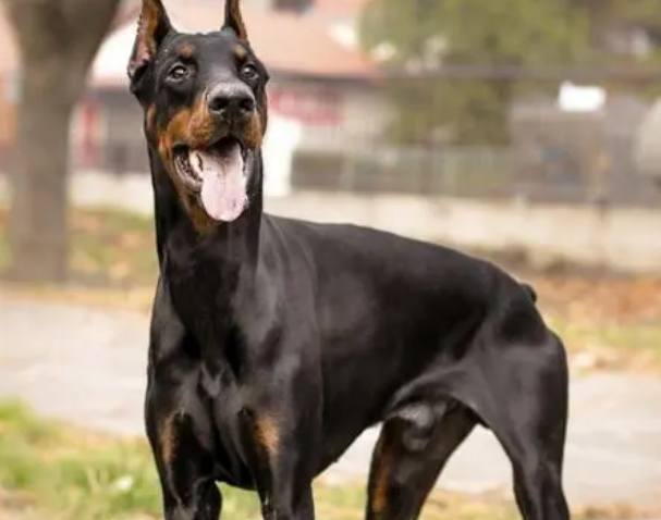 十大猎犬排名 十大猎犬排名