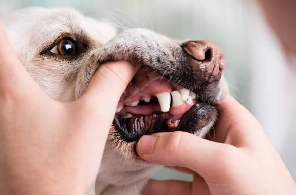 狗换牙吗
