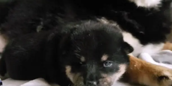 柴犬紧抱自己孩子,哀求主人放下它,就生了一只,别送走了 柴犬紧抱自己孩子,哀求主人放下它,就生了一只,别送走了