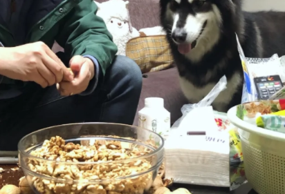 狗可以吃核桃吗