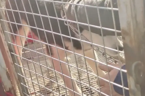 下狗肉车的二哈惊恐叫着，再次被卖时，狗狗险些咬伤狗贩子