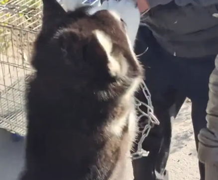 下狗肉车的二哈惊恐叫着,再次被卖时,狗狗险些咬伤狗贩子 下狗肉车的二哈惊恐叫着,再次被卖时,狗狗险些咬伤狗贩子