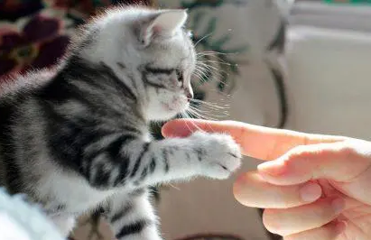 猫太粘人了怎么办 猫太粘人了怎么办