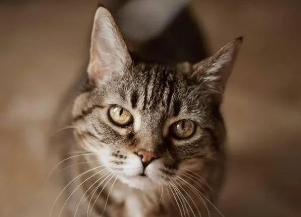 领养了只猫咪,竟浑身长满“爱心”,丘比特转世吧! 领养了只猫咪,竟浑身长满“爱心”,丘比特转世吧!