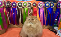 cfa猫历届冠军