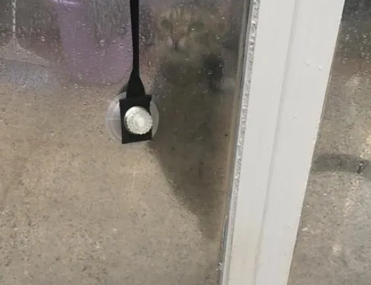 猫咪求主人开门，却觉得自己失了面子，回来就朝主人发脾气