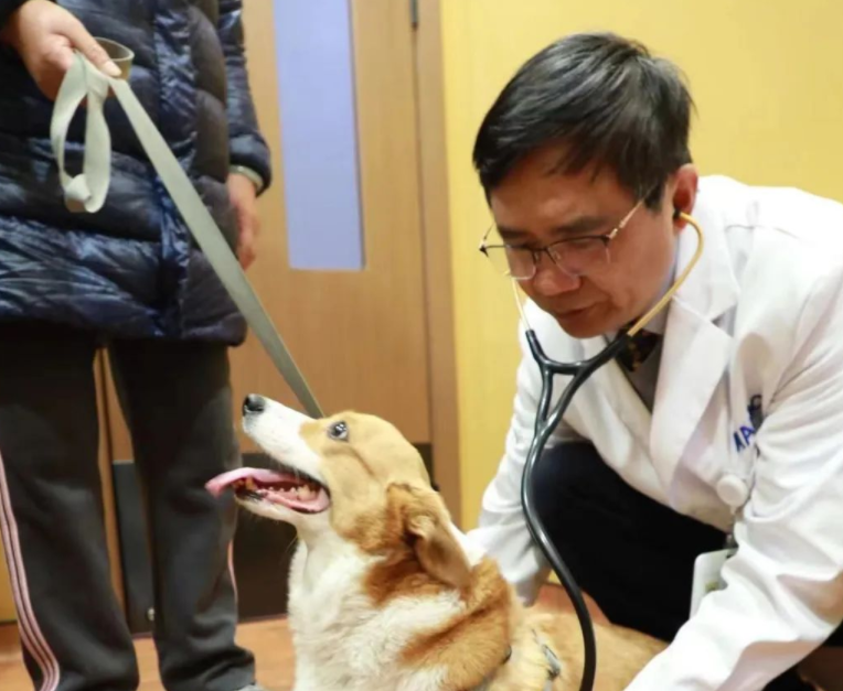 柯基犬【巨大肝脏肿瘤】已经严重影响生活