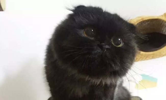 长的像煤球的猫 长的像煤球的猫