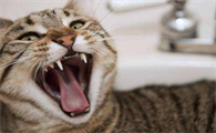 猫携带狂犬病毒的表现