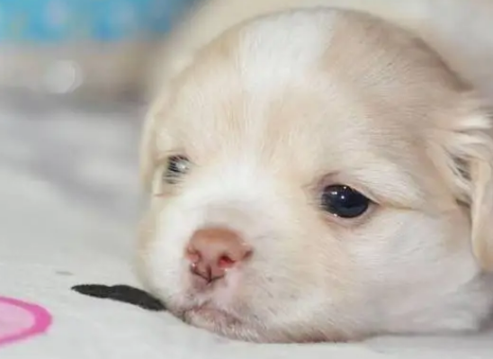 狗几天睁眼睛 狗几天睁眼睛