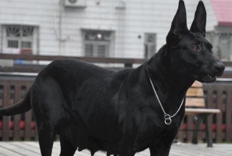 黑狼犬属于柯利犬吗