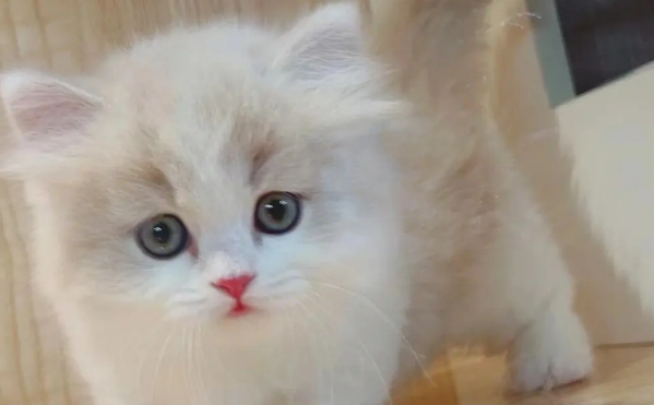 金白色相交长毛猫