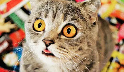 惊讶猫猫脸表情图片