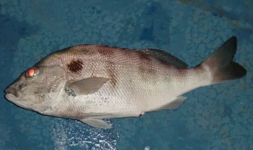 狗屎鱼吃吗腥味 狗屎鱼吃吗腥味