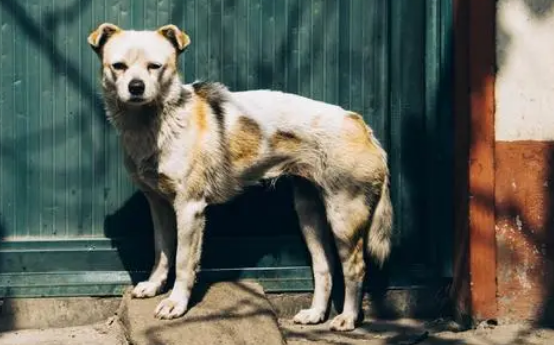 保安看门狗是什么意思