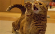 猫一惊一乍的疯跑是狂犬病吗
