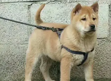 适合穷养的狗狗