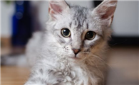 猫一惊一乍的疯跑躲主人