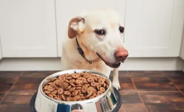 狗可以吃什么主食代替狗粮