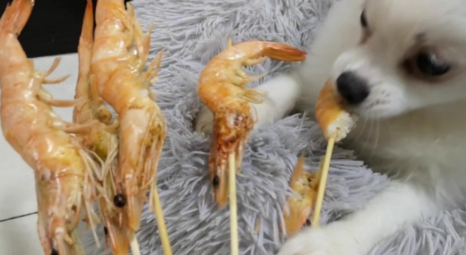 狗可以吃虾肉吗