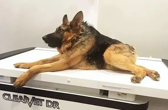卡西莫多犬有多稀有图片 卡西莫多犬有多稀有图片