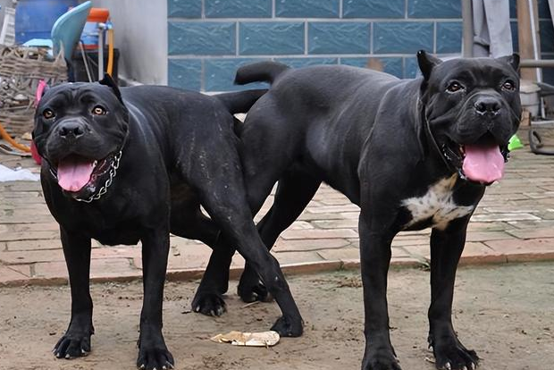 护卫犬种大全有哪些品种图片 护卫犬种大全有哪些品种图片