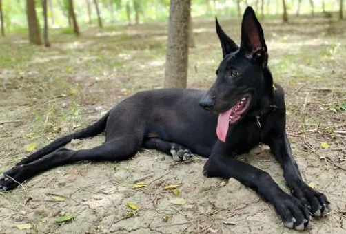 黑狼犬为什么不建议养