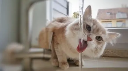 为什么大家更喜欢猫,而不是选择养狗?十个理由告诉你 为什么大家更喜欢猫,而不是选择养狗?十个理由告诉你