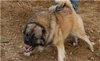 世界上最大的巨型犬